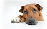 Comportement canin en Corse